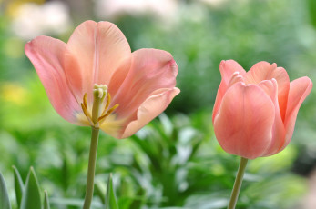 Картинка цветы тюльпаны бутоны