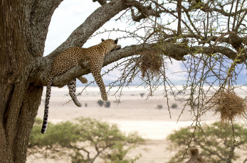 Картинка животные леопарды отдых ветки дерево пятна кошка