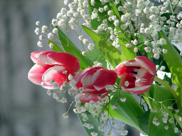Обои картинки фото цветы, разные вместе, тюльпаны, гипсофила
