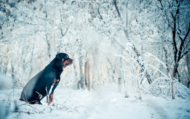 Обои картинки фото животные, собаки, собака, друг, зима