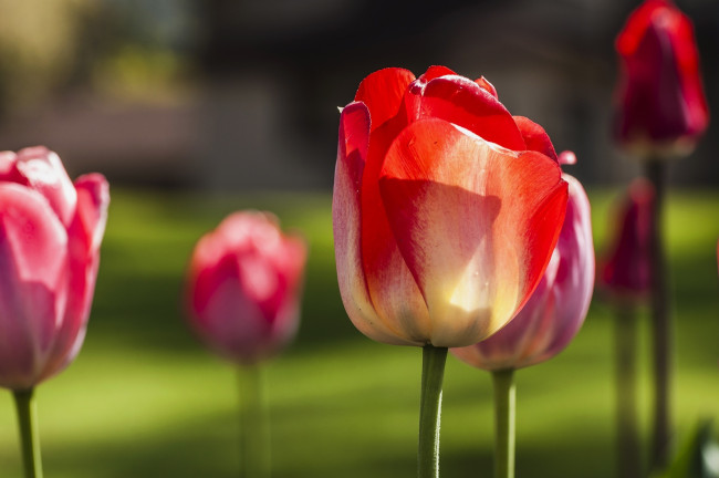 Обои картинки фото цветы, тюльпаны, розовый, лепестки