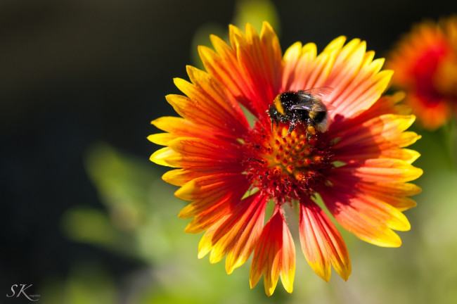 Обои картинки фото животные, пчелы,  осы,  шмели, цветок, макро, лепестки