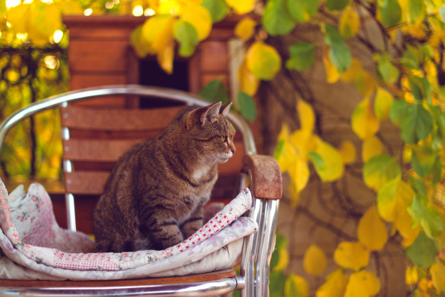 Обои картинки фото животные, коты, осень, желтые, листья, кот, стул