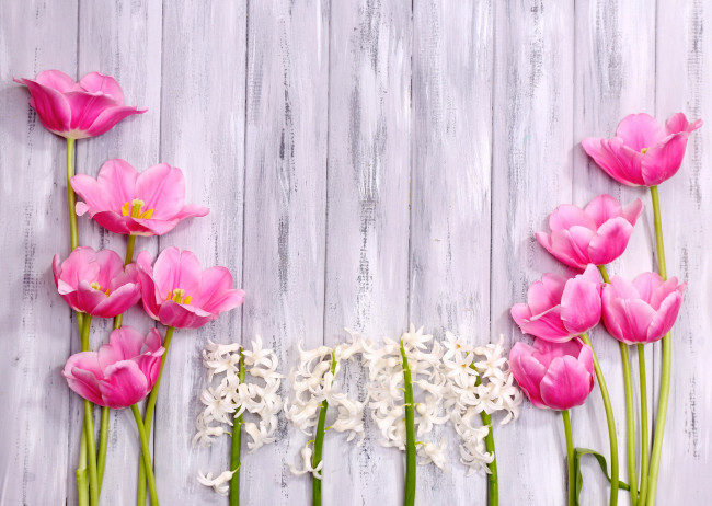 Обои картинки фото цветы, разные вместе, тюльпаны, гиацинты