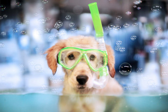 Картинка животные собаки мыльные пузыри маска взгляд собака