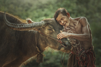 Картинка разное люди вьетнам человек фермер корова бык буйвол