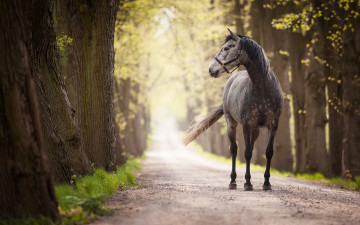 Картинка животные лошади фон дорога конь