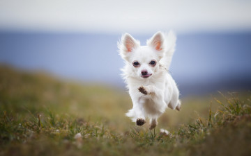 Картинка животные собаки фон бег собака