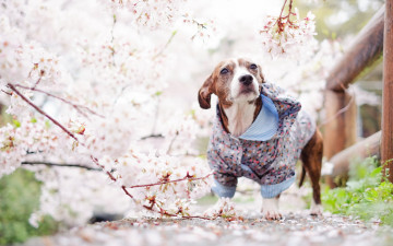 Картинка животные собаки весна собака друг взгляд