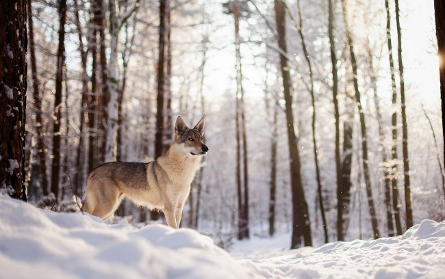 Обои картинки фото животные, собаки, собака, лес, снег, друг, зима, взгляд