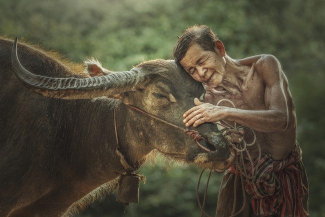 Обои картинки фото разное, люди, вьетнам, человек, фермер, корова, бык, буйвол
