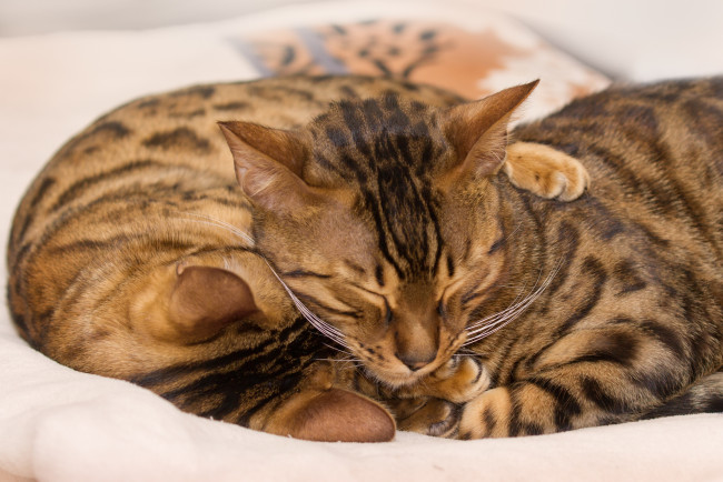 Обои картинки фото животные, коты, окрас, бенгальские, греюся, обнимаются, спят