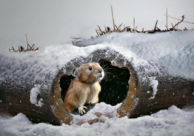Обои картинки фото животные, крысы,  мыши, зверёк, зима, природа