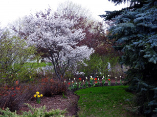Картинка природа парк тюльпаны нарциссы деревья