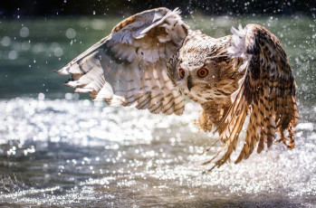 Картинка животные совы вода боке взлёт крылья сова