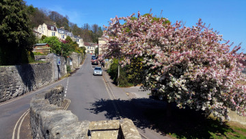Картинка города -+улицы +площади +набережные дома весна дерево цветущее улица