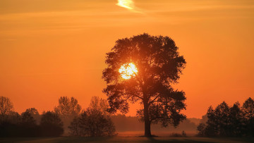 Картинка природа восходы закаты деревья закат солнце поляна силуэты лес небо туман