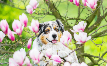 Картинка животные собаки цветение магнолия дерево собака цветки ветки