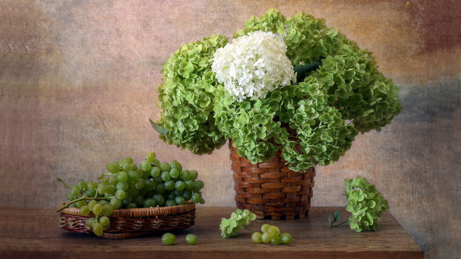 Обои картинки фото еда, натюрморт, гортензия, виноград, зеленый