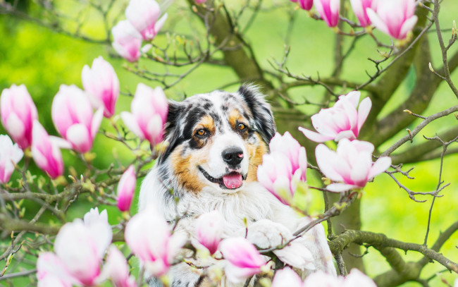 Обои картинки фото животные, собаки, цветение, магнолия, дерево, собака, цветки, ветки
