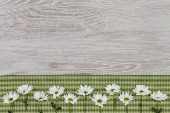 Картинка цветы хризантемы фон ткань