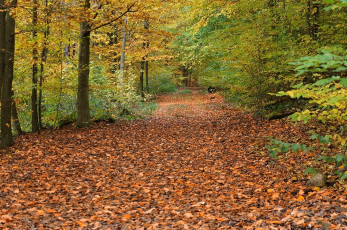 Картинка природа дороги осень дорога листва деревья лес