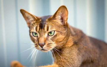 Картинка абиссинская+кошка животные коты домашние крупный план абиссинская кошка морда