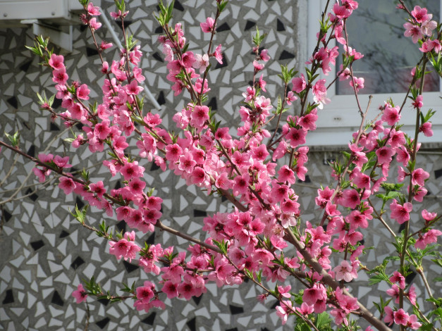 Обои картинки фото цветы, цветущие деревья ,  кустарники, весна, 2018