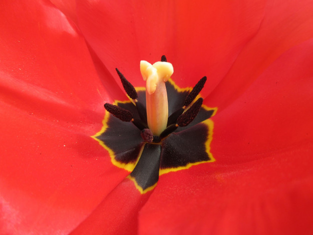Обои картинки фото цветы, тюльпаны, весна, 2018