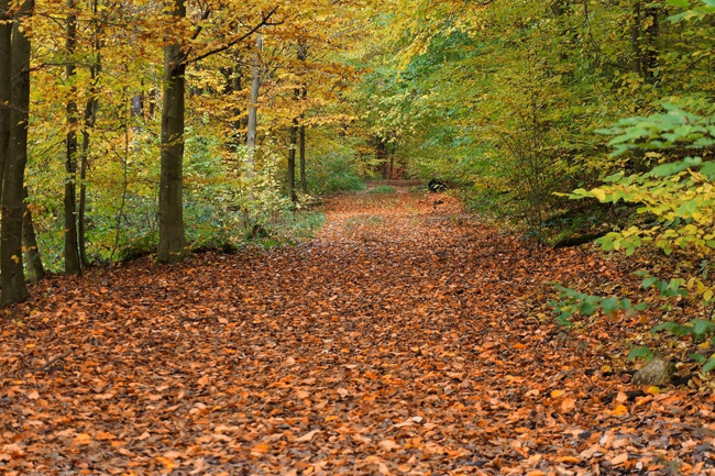 Обои картинки фото природа, дороги, осень, дорога, листва, деревья, лес