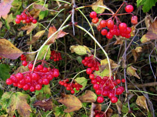 Картинка природа ягоды листья осень