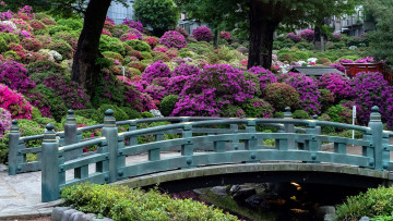 Картинка природа парк кусты водоем мост цветущие