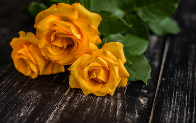 Обои картинки фото цветы, розы, желтые, капли