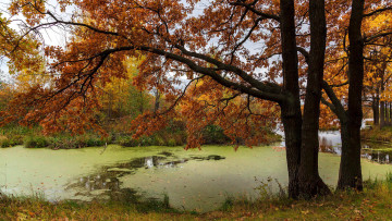 обоя природа, парк, пруд, осень