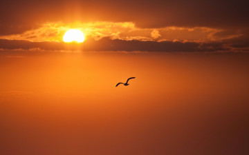 Картинка животные чайки +бакланы +крачки чайка закат море солнце облака