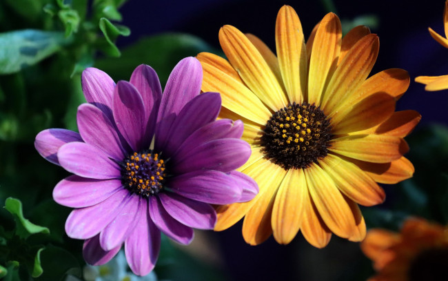 Обои картинки фото цветы, остеоспермумы, дуэт, макро