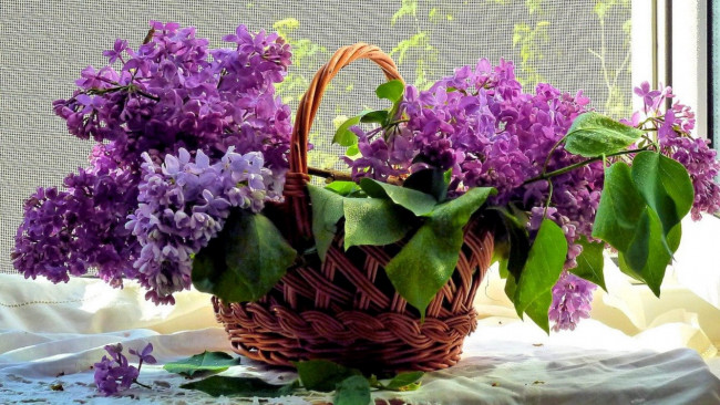 Обои картинки фото цветы, сирень, корзинка, лиловая