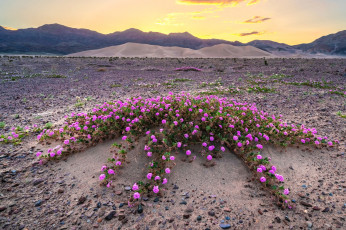 Картинка death+valley california природа пустыни death valley