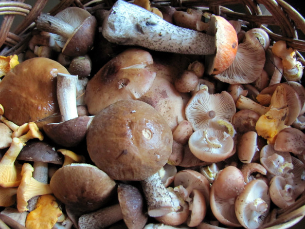 Обои картинки фото еда, грибы,  грибные блюда, лесные, ассорти