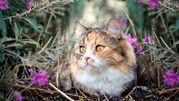 обоя животные, коты, кошка, цветы, трава