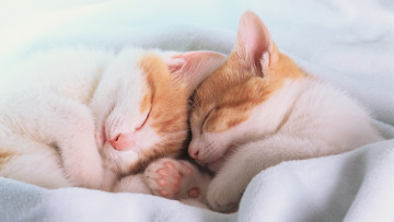 обоя животные, коты, кот, кошка