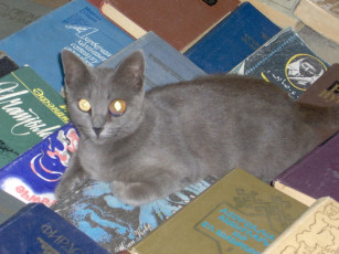 Картинка мефистофель животные коты
