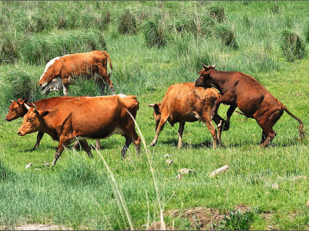 Обои картинки фото joker223, ой, девочки, бежим, животные, коровы, буйволы