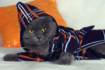 Картинка животные коты кот халат капюшон барин