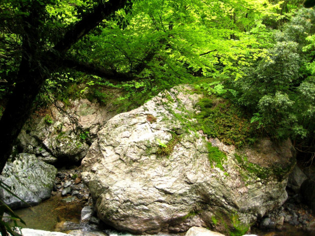 Обои картинки фото природа, лес, вода, камни