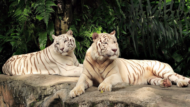 Обои картинки фото животные, тигры, белый, двое, пара
