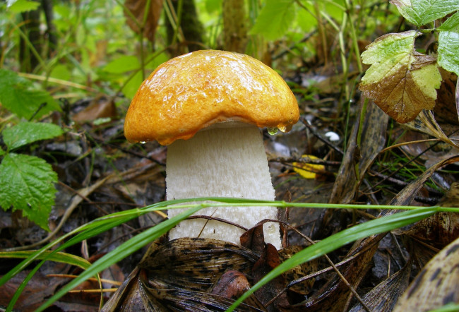 Обои картинки фото природа, грибы, боровик, белый, гриб, роса