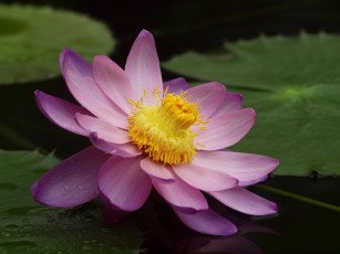 Картинка цветы лотосы пруд розовый крупный листья