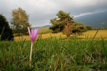 Картинка безвременник цветы крокусы цветок трава