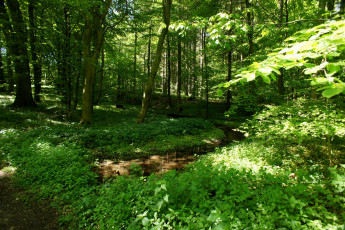 Картинка дания обенро природа лес syddanmark дорожка